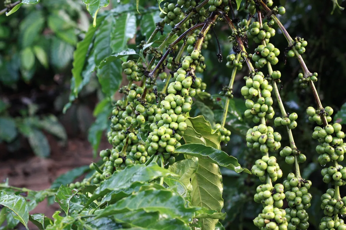 Cà phê Brazil: Dự án Florada Premiada tôn vinh nữ sản xuất với microlot đạt 94,33 điểm