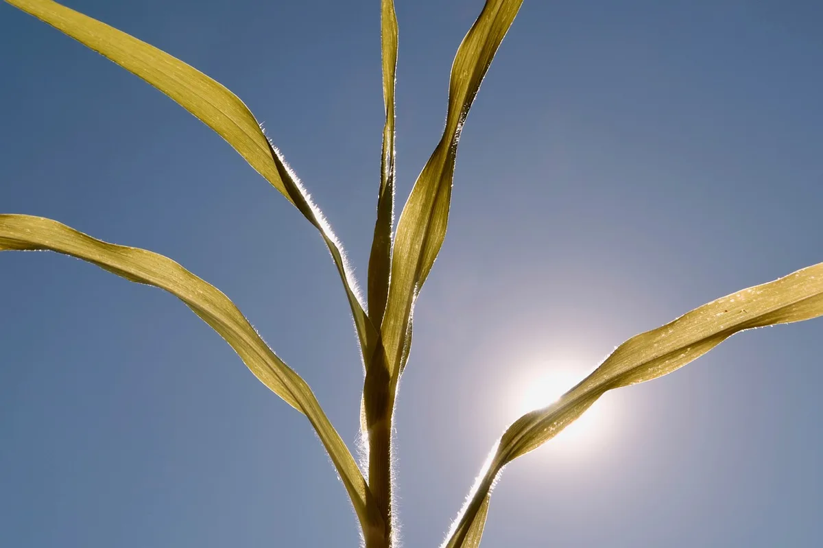 El Niño sắp đến: FAO chỉ ra những vùng nông nghiệp rủi ro nhất