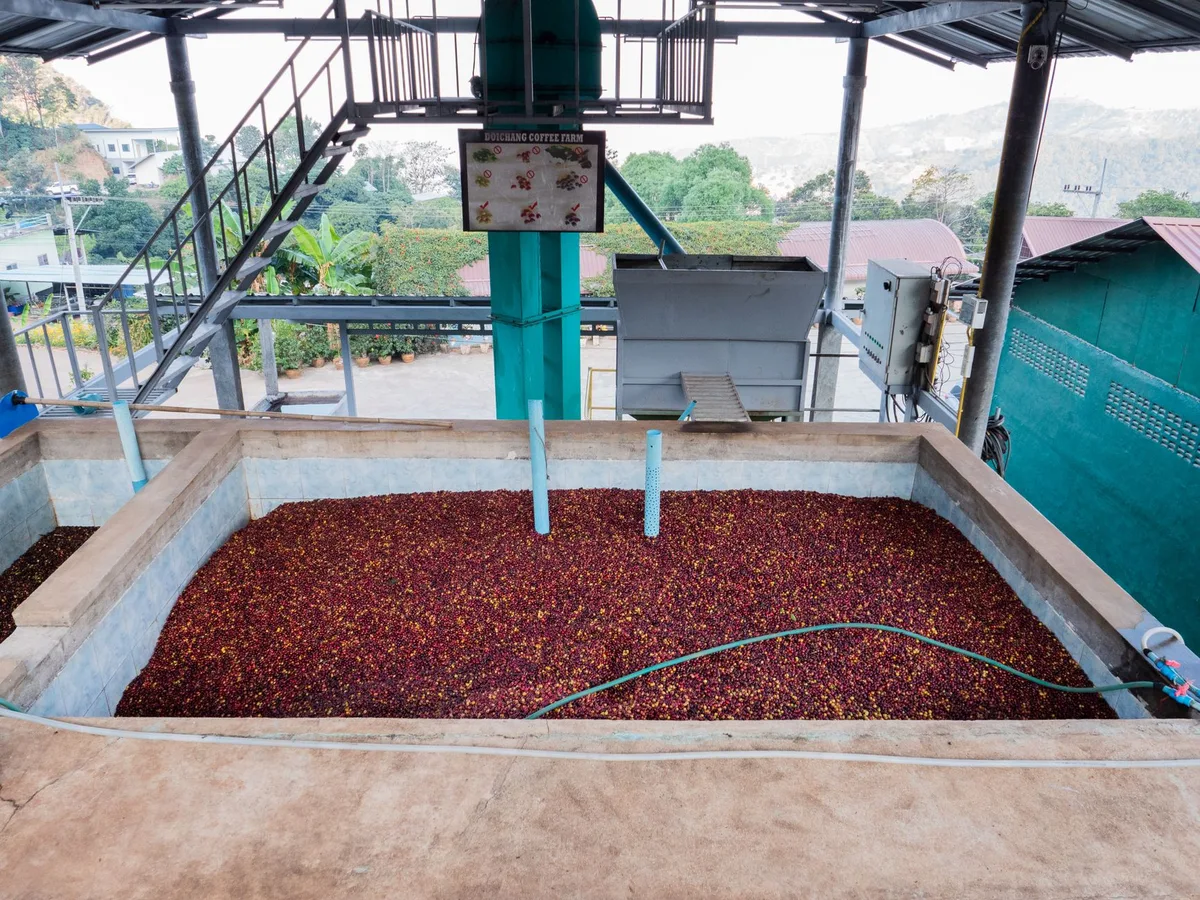 Báo cáo cảnh báo sự bùng nổ cà phê robusta Việt Nam đang đối mặt với hậu quả môi trường và xã hội