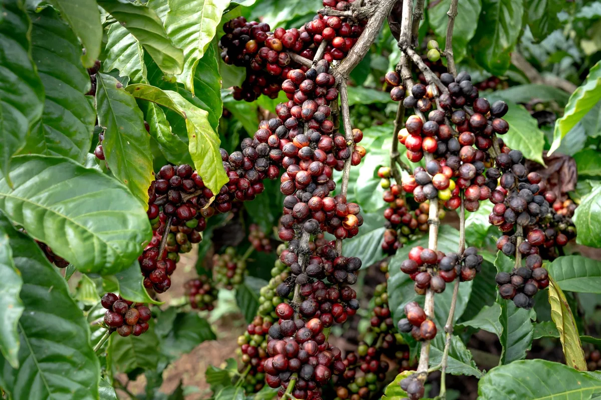 Cà phê hòa tan xuất khẩu Mỹ: Phiên điều trần USTR 'hiệu quả hơn', Cecafé lạc quan về cơ hội miễn thuế