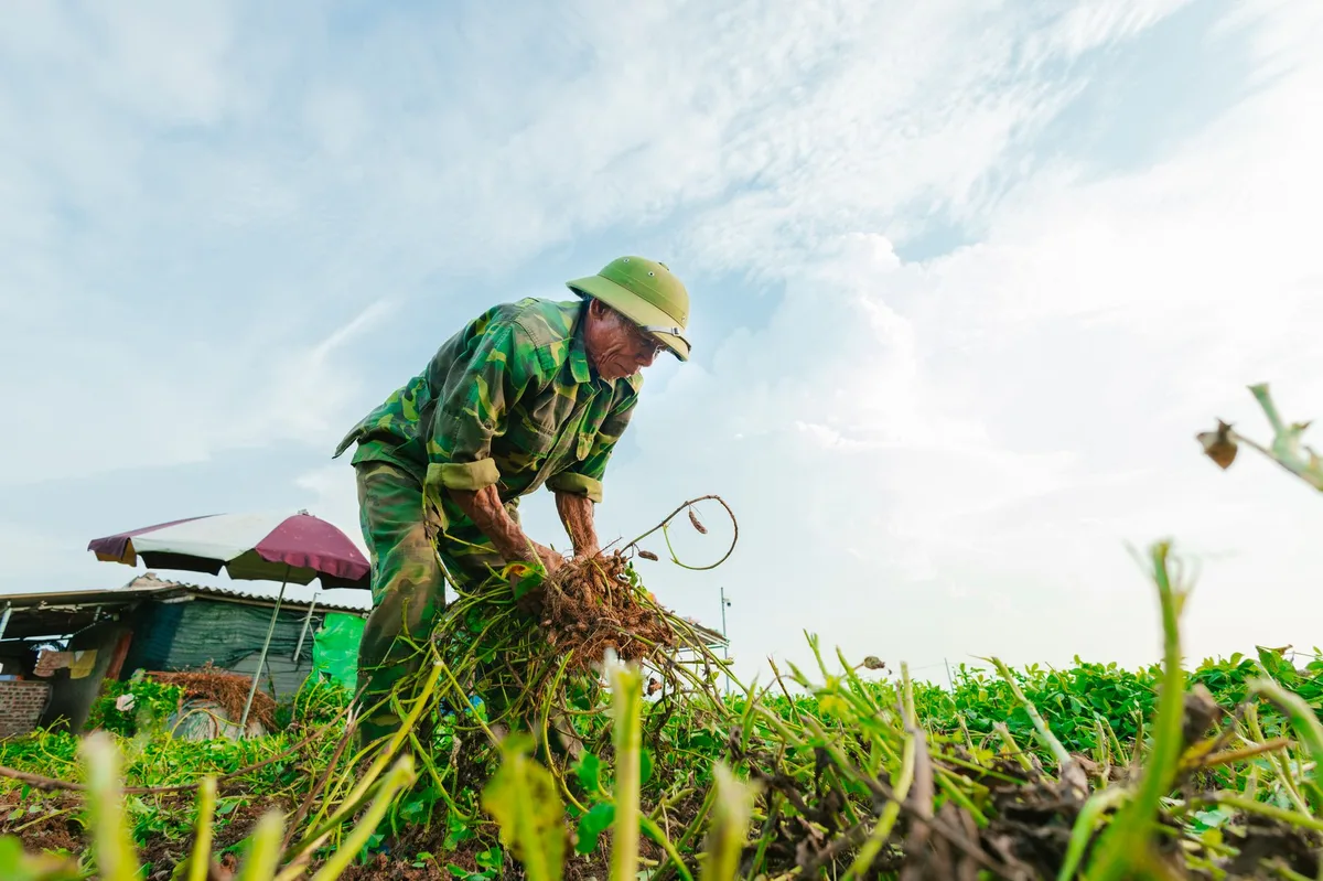 Cà phê Việt Nam: 30 năm mở rộng diện tích gây mất rừng nghiêm trọng tại Tây Nguyên