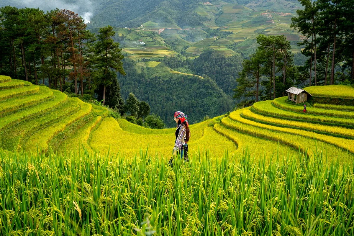 Cơ chế tự bảo vệ của lúa khi gặp nhiệt độ cao được giải mã