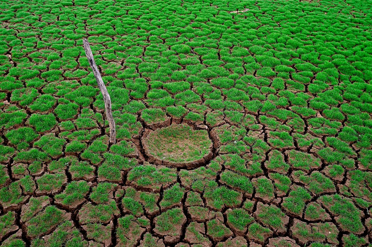 El Niño đe dọa sản lượng cà phê và gạo, có thể đẩy giá lương thực tăng cao