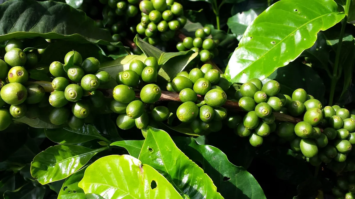 Giá cà phê Brazil giảm gần 15% trong 12 tháng, nhưng có thể sớm tăng trở lại