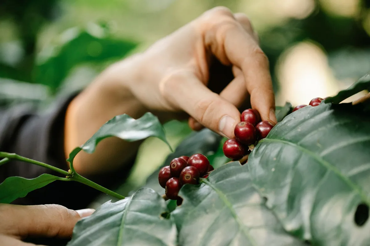 Giá cà phê thế giới 1/7: arabica tăng 4,5% do Brazil chậm thu hoạch vì mưa