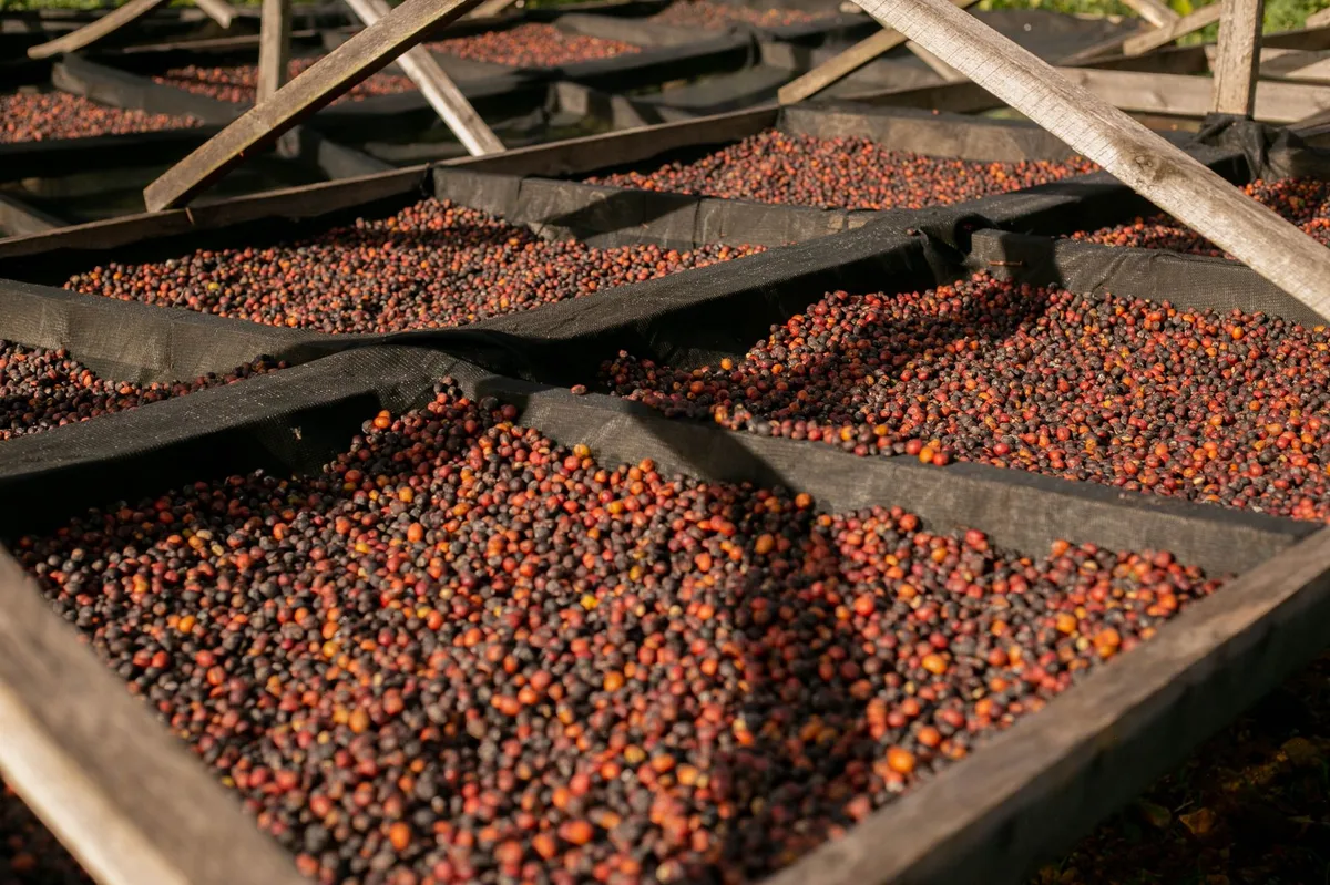 Giá cà phê thế giới 22/7: arabica tăng 16,19% trong phiên, mức cao nhất nhiều năm