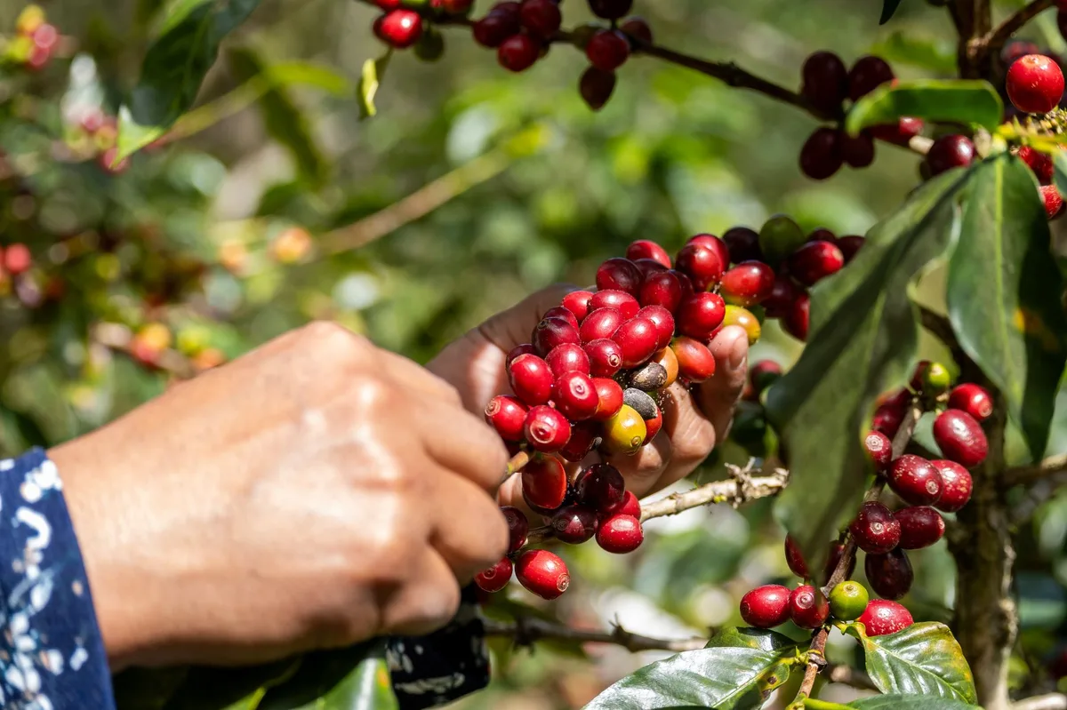 Giá cà phê thế giới: robusta và arabica đồng loạt giảm, Cooxupe báo thu hoạch chậm
