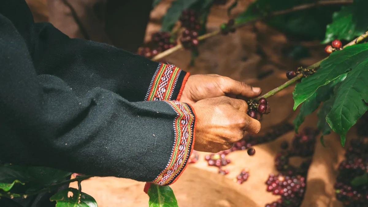 Mùa thu hoạch cà phê Brazil: Cerrado Mineiro đạt 60% diện tích, quả chín không đồng đều