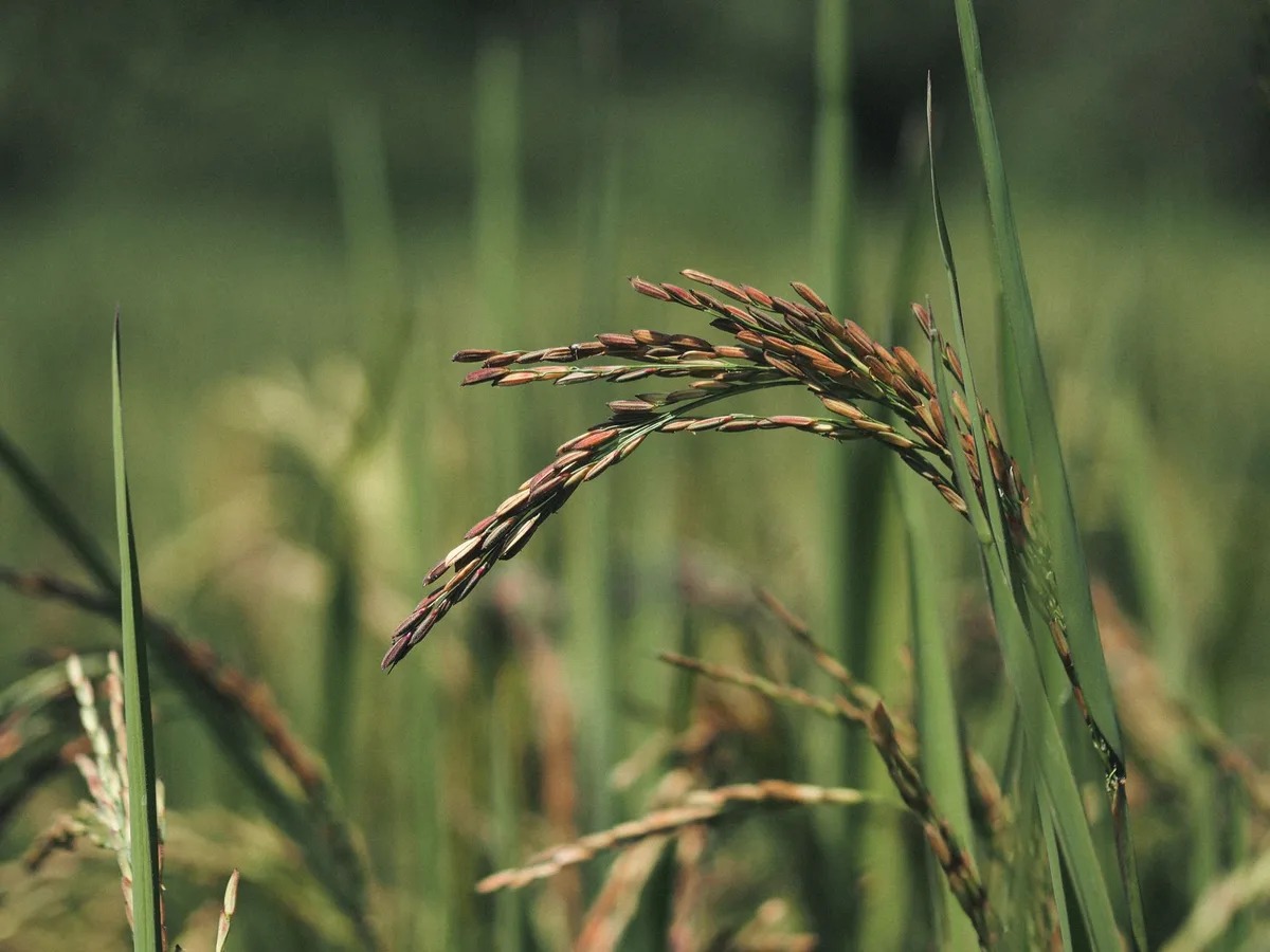 Ngày 26/7/2026: Khủng hoảng phân bón kết hợp El Niño đe dọa đẩy giá cà phê, lúa gạo, lúa mì tăng cao