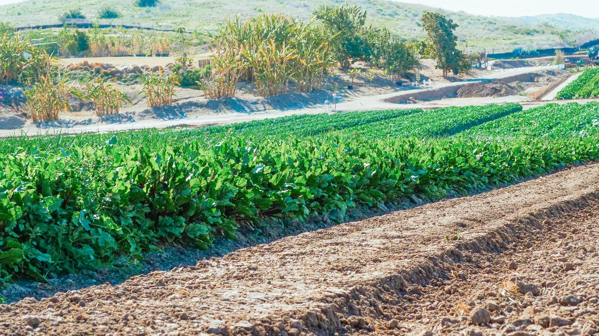 Nông nghiệp xanh Trung Quốc: Phân bón giảm, năng suất vẫn tăng nhờ công nghệ