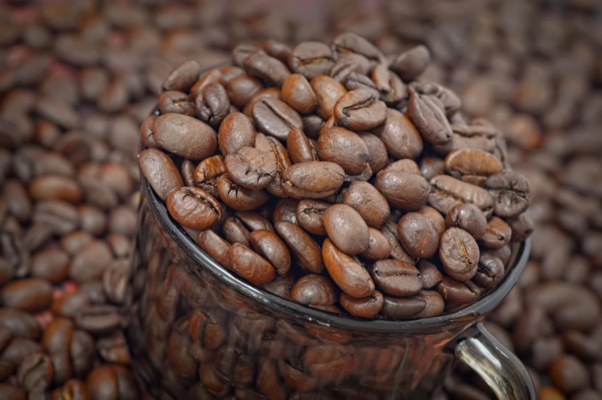 Tập đoàn Trung Quốc Yuemin đánh giá cà phê robusta Mato Grosso để mở rộng kinh doanh