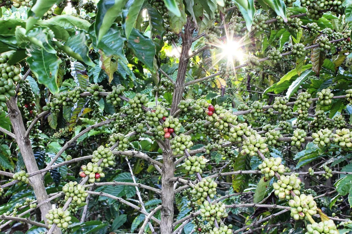 Cà phê Brazil xuất khẩu Mỹ 06/08: giảm 43,2%, NCA tìm cách khôi phục thị trường