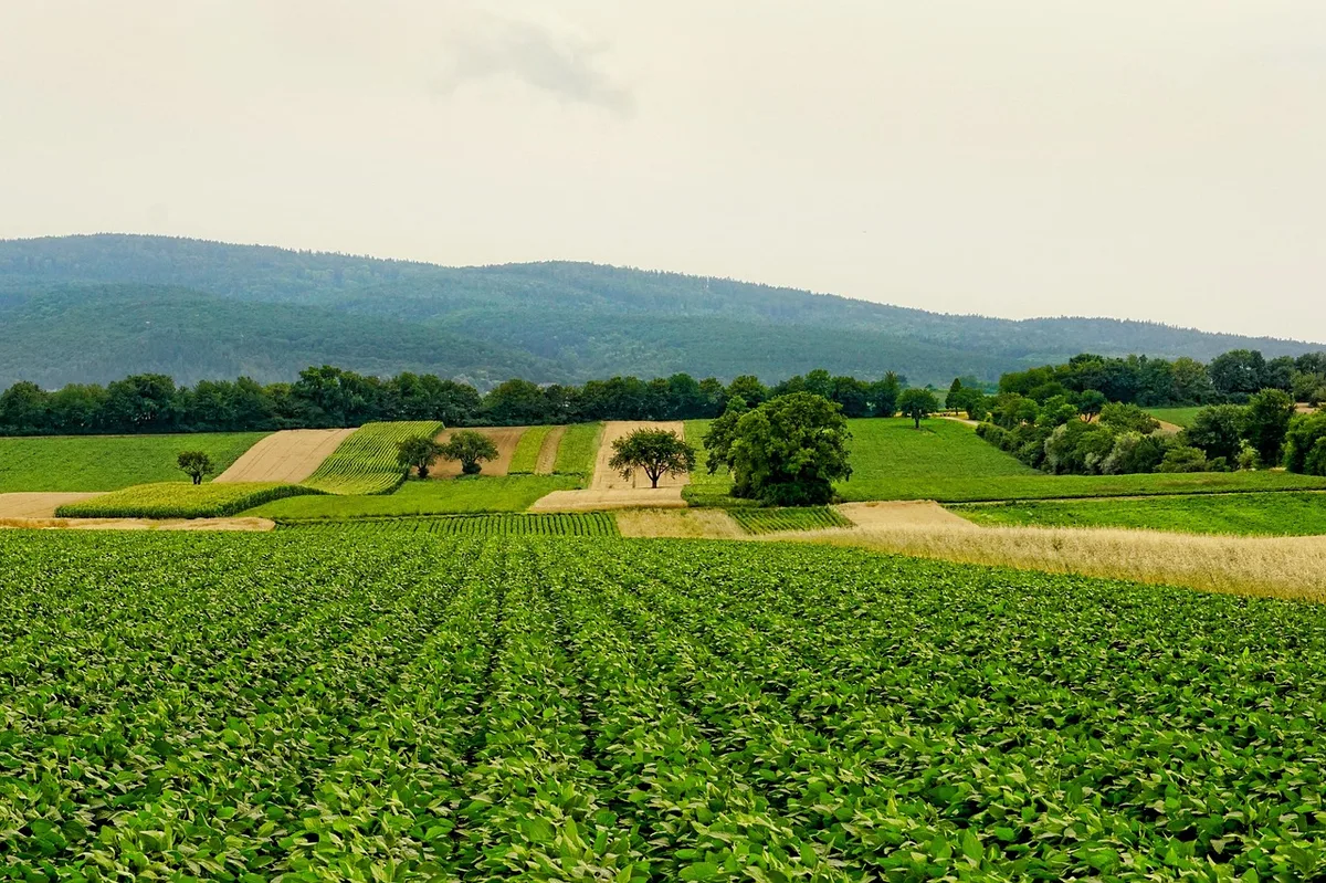 Giá cà phê hôm nay 5/8: arabica tăng 0,9%, nối dài đà tăng