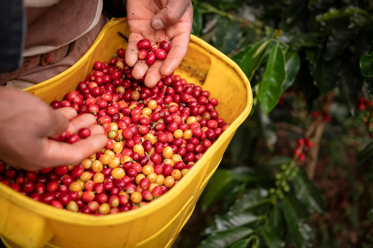 Thu hoạch cà phê arabica tại vùng Expocacer đạt 66% tính đến 31/7