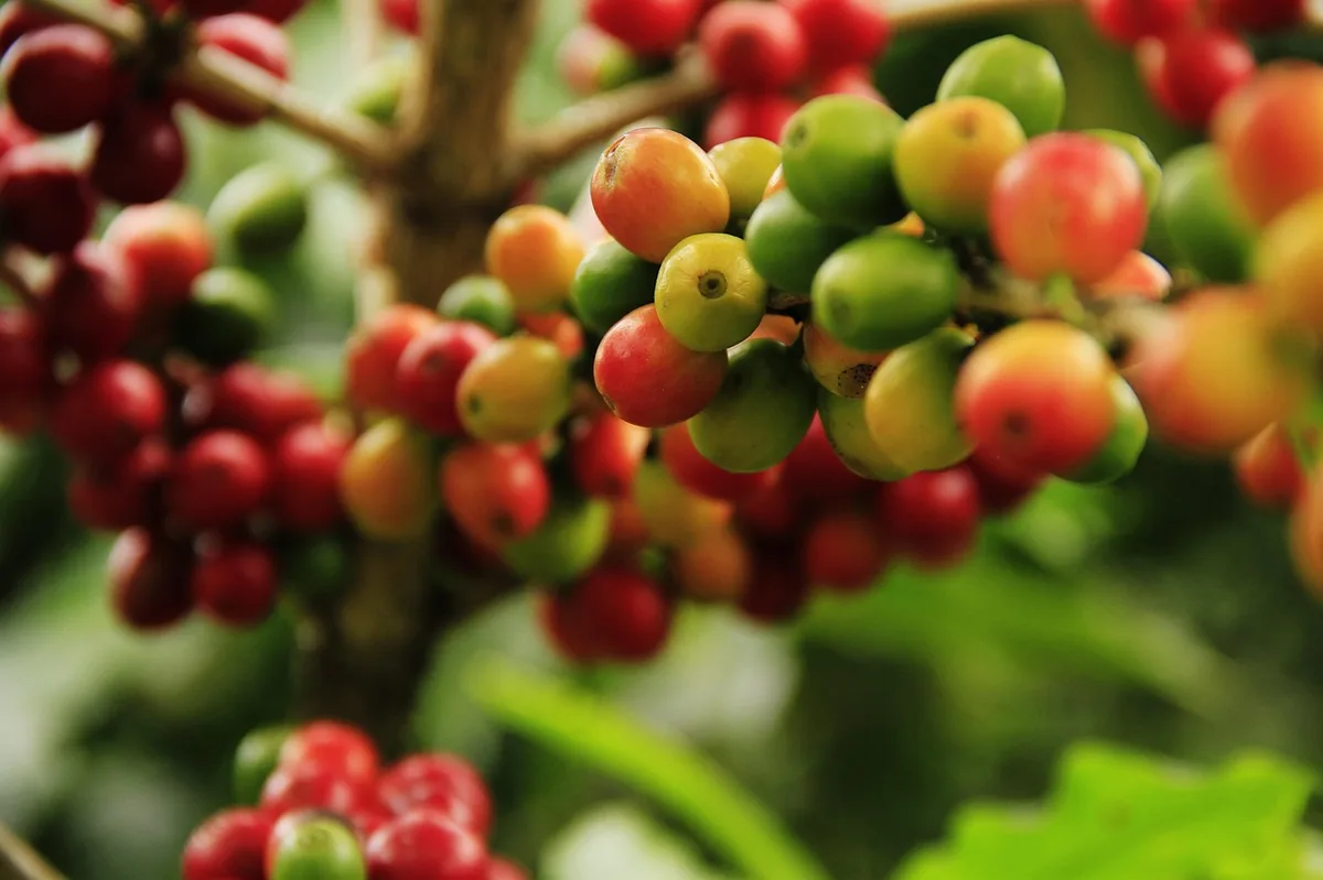 Thu hoạch cà phê Brazil 01/08: Alta Mogiana đạt 60% tiến độ, dự kiến thu về 4 triệu bao
