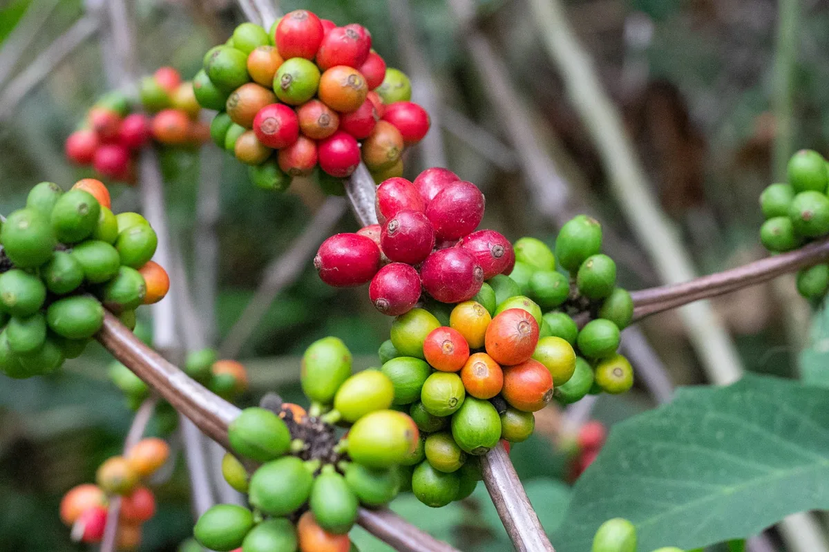 Truy xuất nguồn gốc cà phê Brazil: nền tảng Origem Controlada Café vượt 1 triệu gói