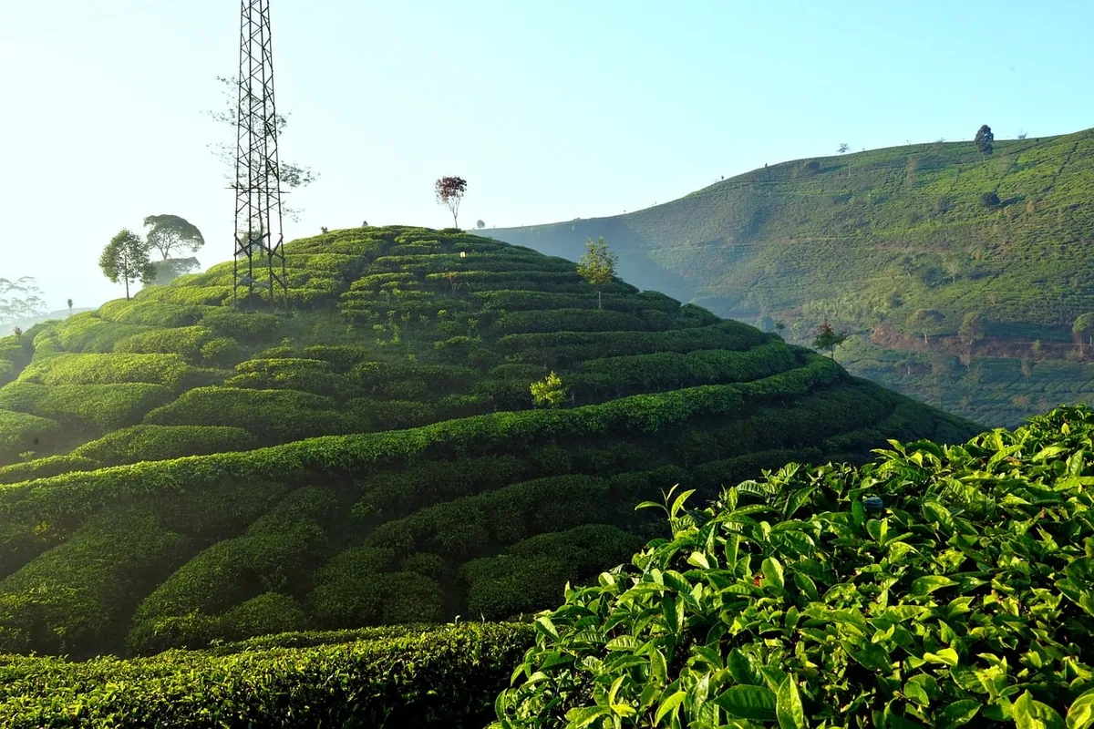 Cà phê Arabica là gì? Đặc điểm, khác biệt với Robusta và cách hình thành giá