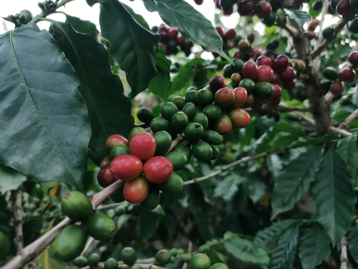 Cà phê Robusta là gì? Đặc điểm, vị thế và cách hình thành giá
