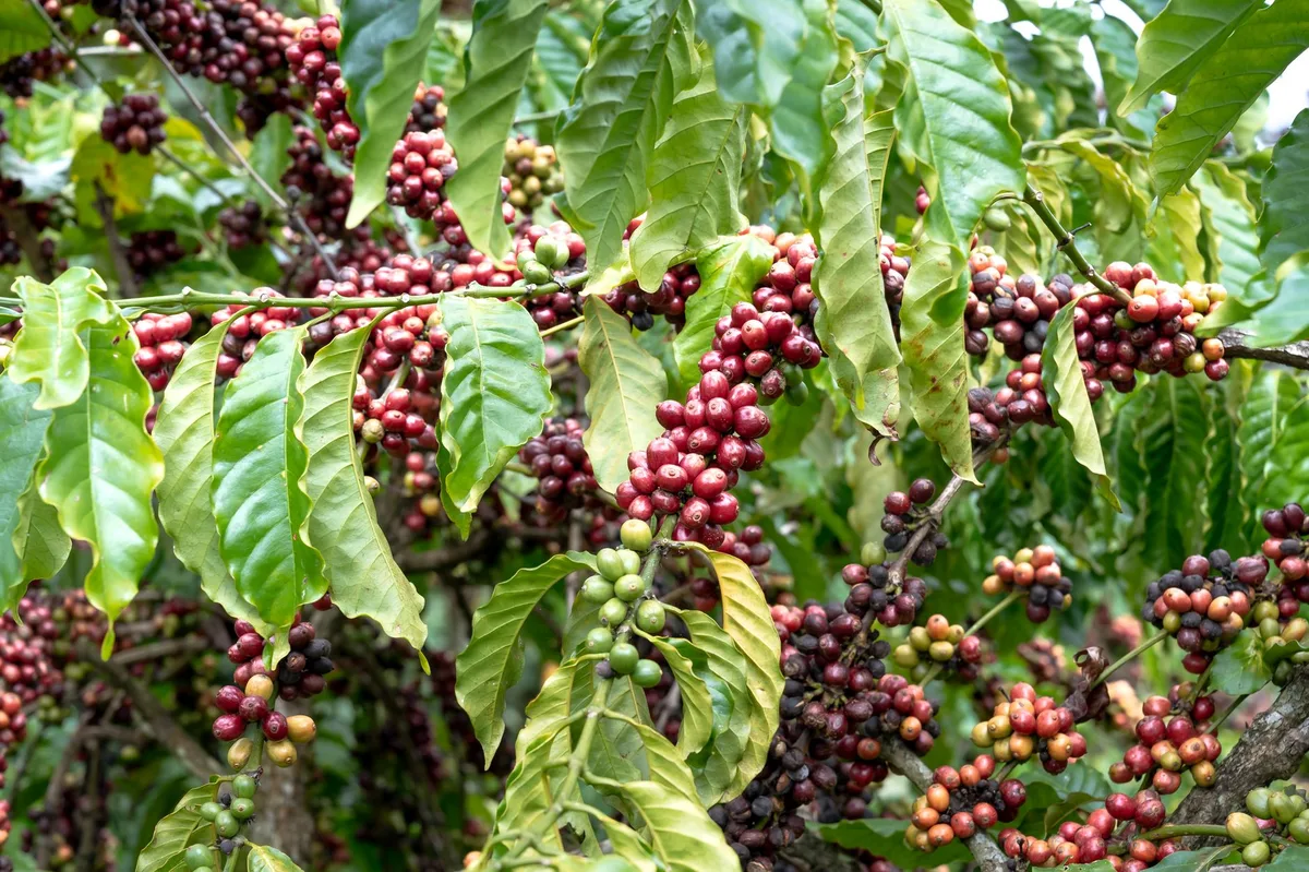 Conab ước sản lượng cà phê Conilon của Brazil năm 2026 giảm 6,6%