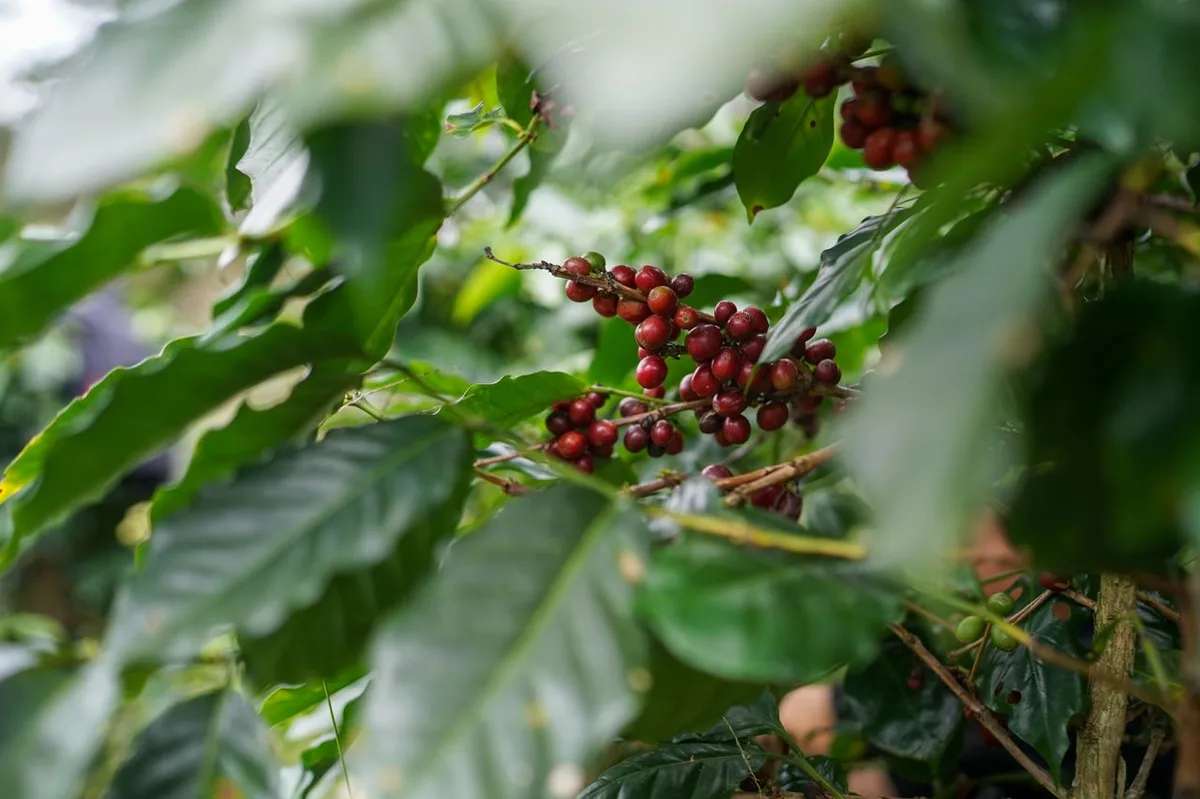 Quả cà phê Arabica chín đỏ trên cành tại vườn ở Lâm Đồng