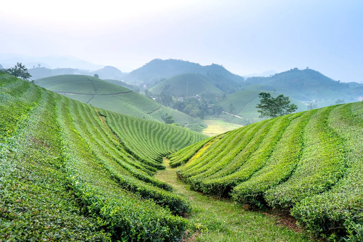 Đồi cà phê trồng theo hàng trên sườn núi vùng cao nhiệt đới