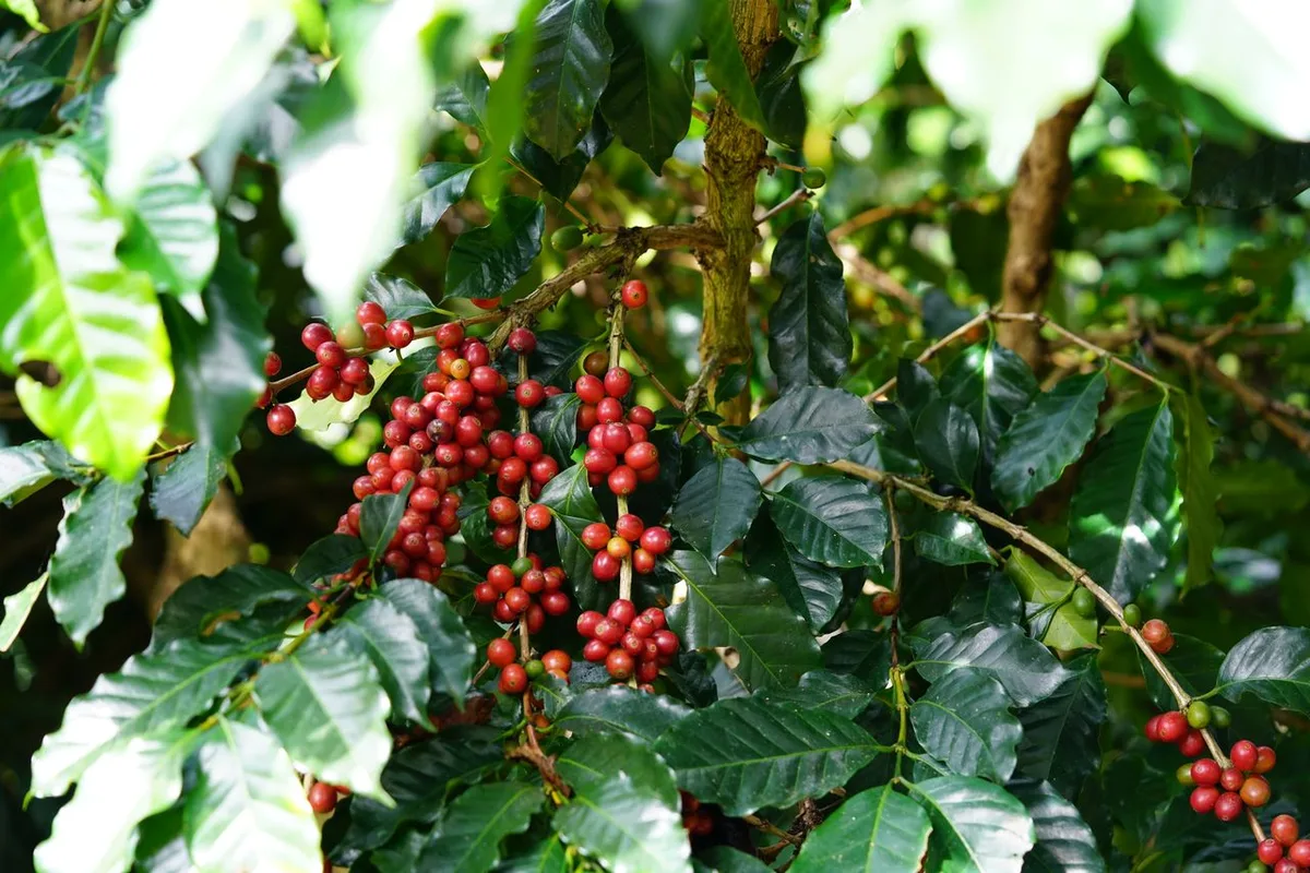 Chùm quả cà phê Arabica chín đỏ trên cành tại vùng cao Đà Lạt