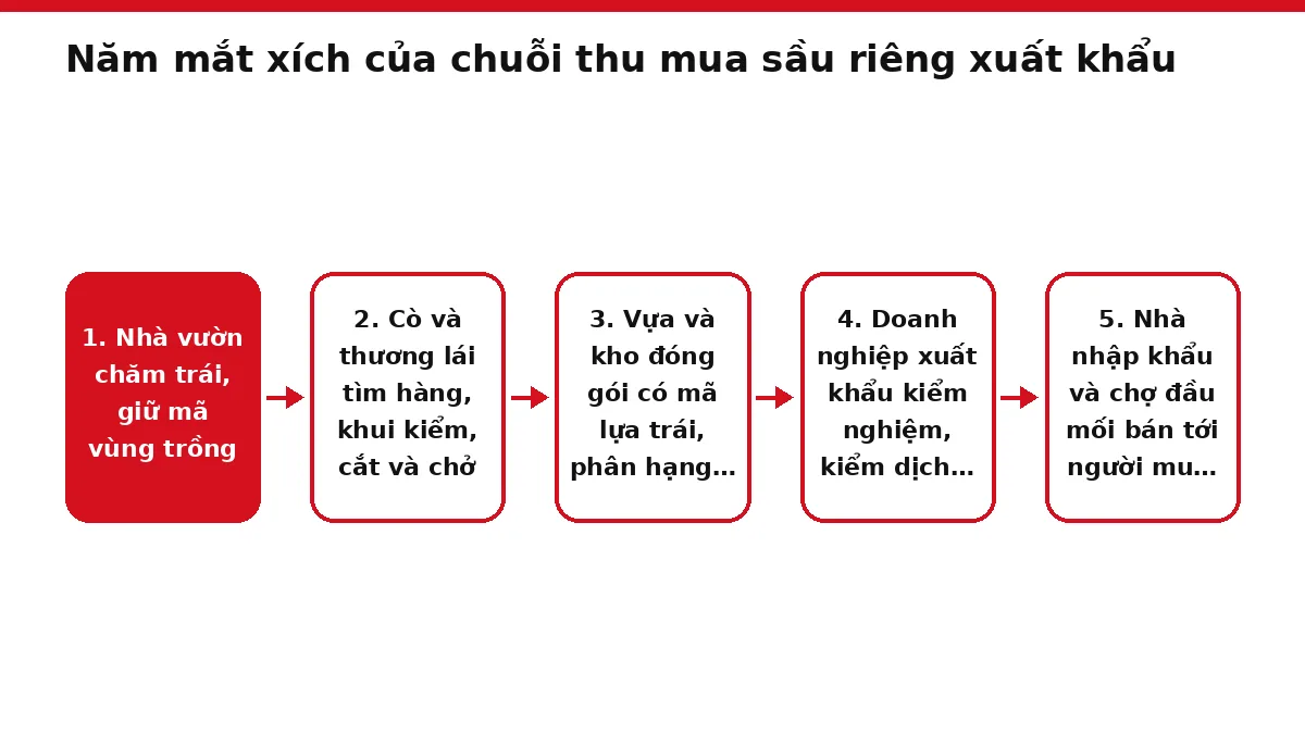 Sơ đồ năm mắt xích đưa sầu riêng từ vườn tới người mua cuối ở Trung Quốc
