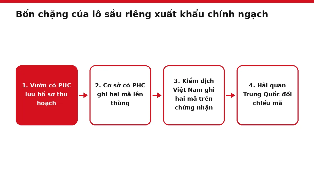 Sơ đồ bốn chặng của lô sầu riêng từ vườn tới cửa khẩu Trung Quốc