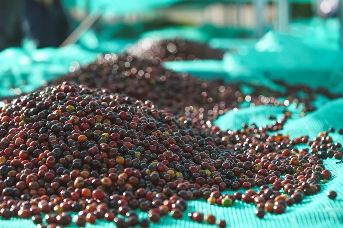 Quả cà phê Robusta phơi trên giàn cao dưới nắng sau thu hoạch ở Lâm Đồng