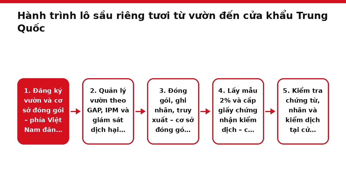 Sơ đồ năm bước của lô sầu riêng tươi từ vườn đến cửa khẩu nhập Trung Quốc