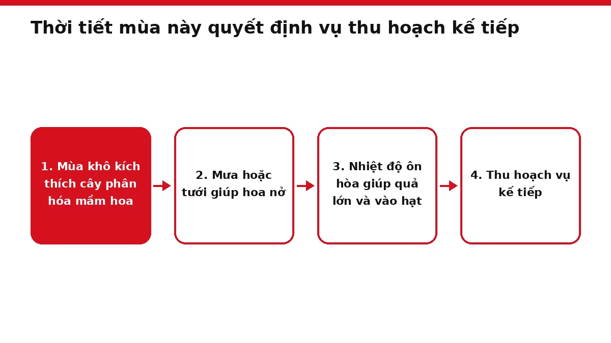 Sơ đồ bốn bước từ mùa khô, ra hoa, nuôi quả đến thu hoạch vụ cà phê kế tiếp
