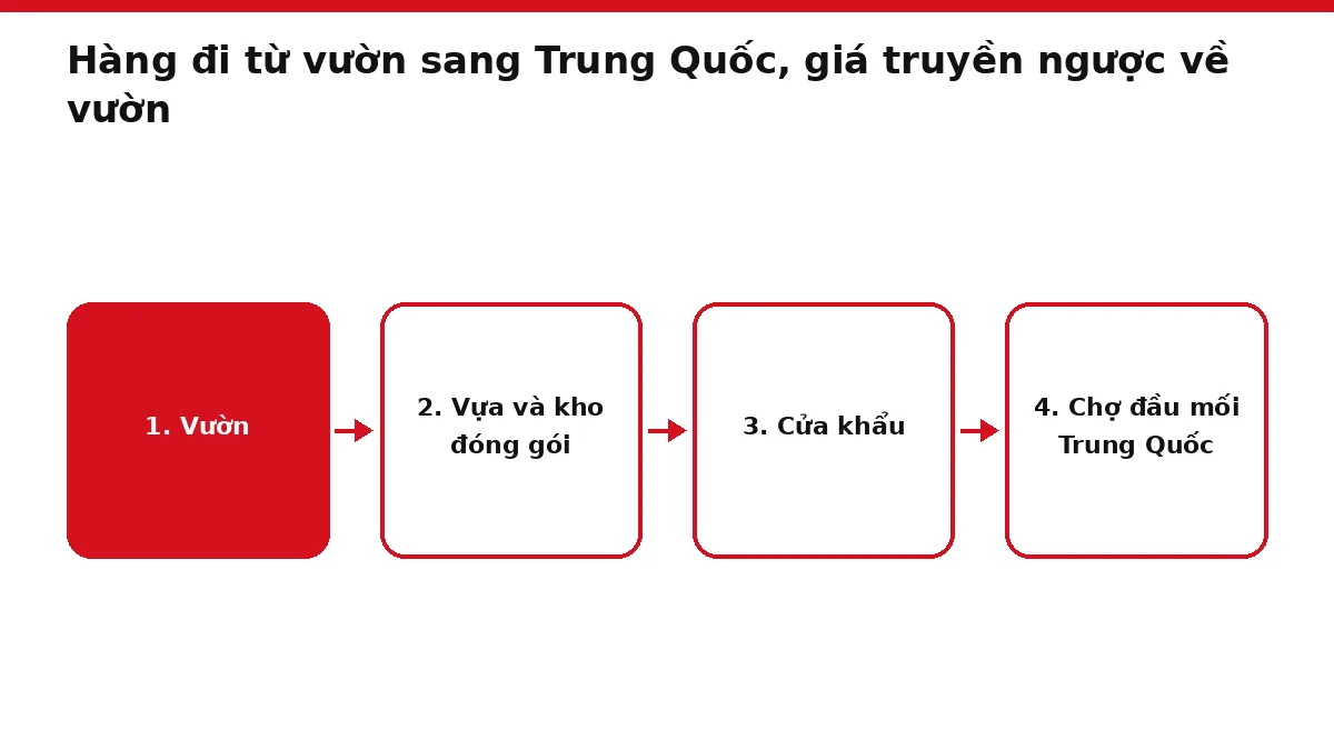 Sơ đồ dòng hàng sầu riêng từ vườn tới chợ Trung Quốc và dòng giá đi theo chiều ngược lại
