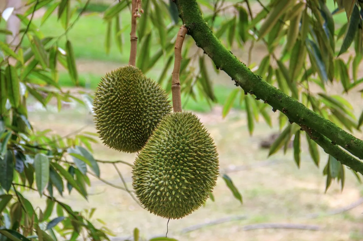 Hai trái sầu riêng chín treo trên cành, vỏ gai xanh hiện rõ