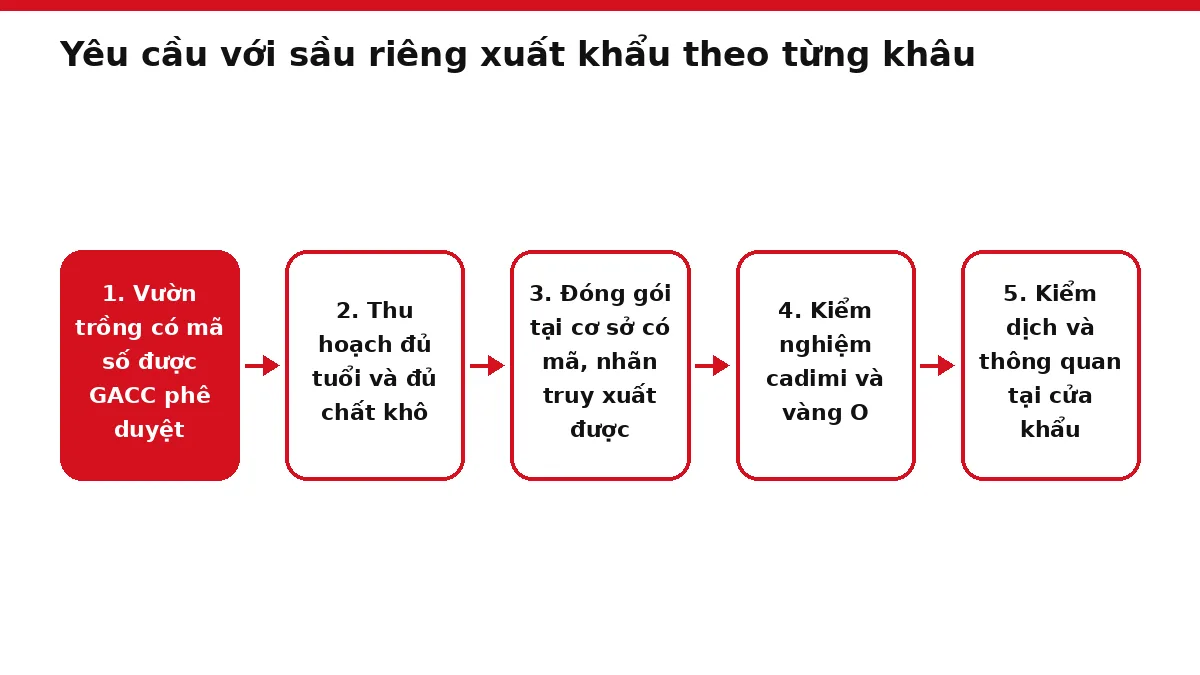 Sơ đồ năm khâu của lô sầu riêng xuất khẩu từ vườn trồng đến cửa khẩu