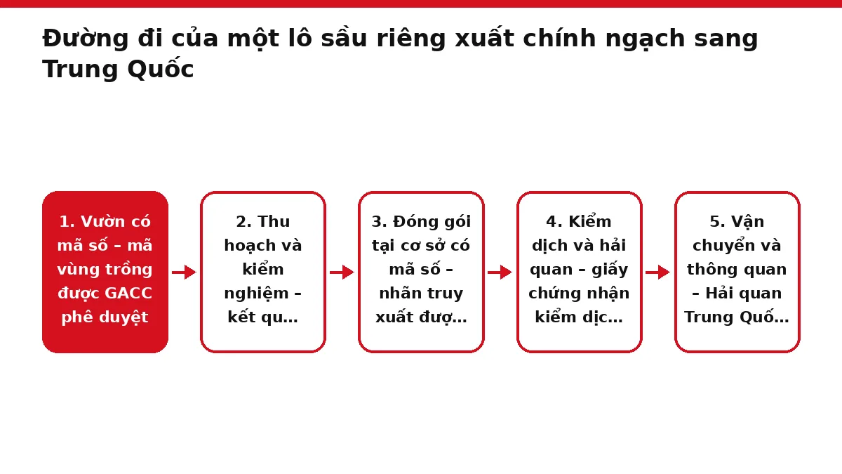 Sơ đồ sáu khâu xuất khẩu sầu riêng chính ngạch sang Trung Quốc