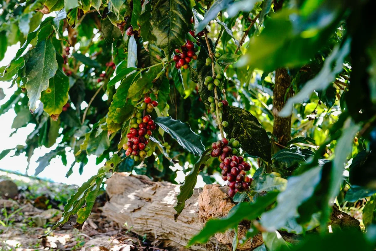 Quả cà phê chè Arabica chín đỏ trên cành ở vùng cao Lâm Đồng